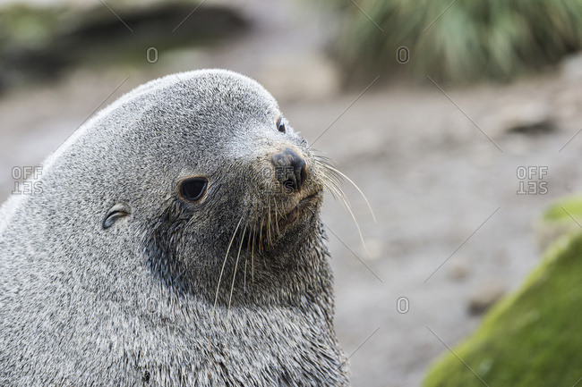 Antarctic fur seal (Arctocephalus gazella), South Georgia, South Georgia, South Georgia and the South Sandwich Islands, United Kingdom