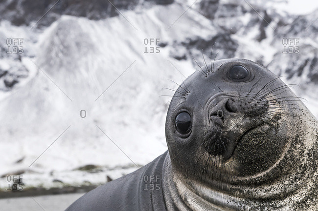 Elephant seal (Mirounga leonina) smile, South Georgia, South Georgia, South Georgia and the South Sandwich Islands, United Kingdom