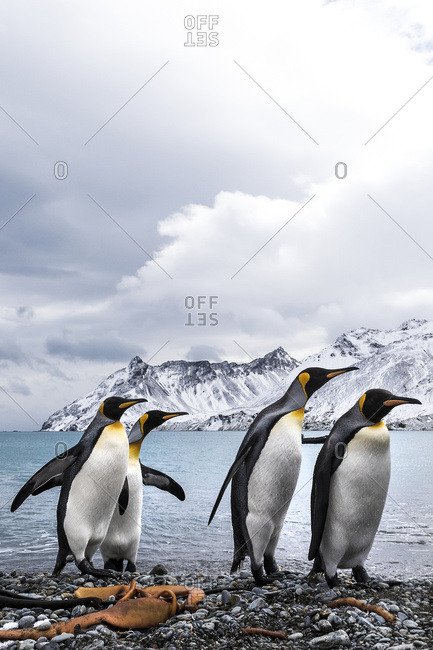 Four King penguins (Aptenodytes patagonicus) on a beach walking in a row, South Georgia, South Georgia, South Georgia and the South Sandwich Islands, United Kingdom