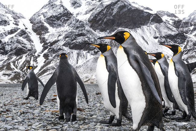 King penguins (Aptenodytes patagonicus) walking on a beach, South Georgia, South Georgia, South Georgia and the South Sandwich Islands, United Kingdom