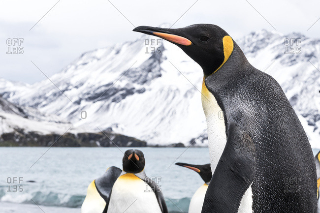 King penguins (Aptenodytes patagonicus) close up, South Georgia, South Georgia, South Georgia and the South Sandwich Islands, United Kingdom