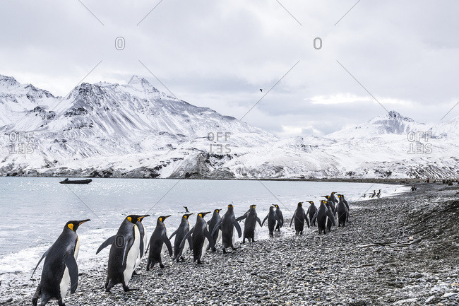 King penguins (Aptenodytes patagonicus) walking in a row along the water's edge and a zodiac moored in the water along the coast, South Georgia, South Georgia, South Georgia and the South Sandwich Islands, United Kingdom