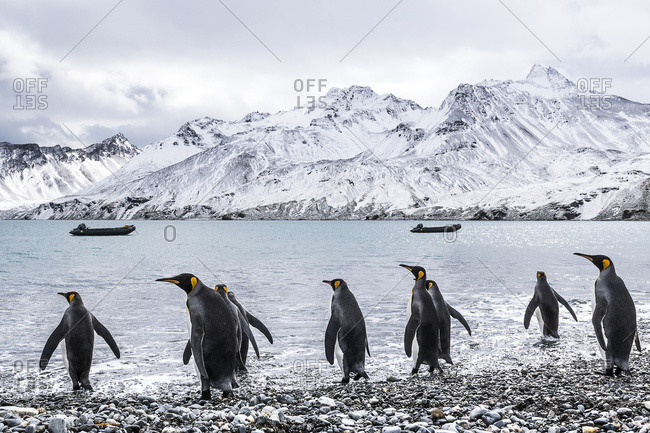 King penguins (Aptenodytes patagonicus) walking into the water and zodiacs moored in the water along the coast, South Georgia, South Georgia, South Georgia and the South Sandwich Islands, United Kingdom