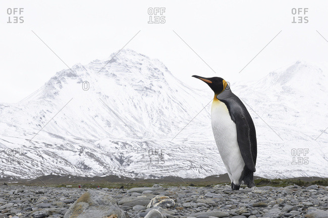 Lone King penguins (Aptenodytes patagonicus) on a beach, South Georgia, South Georgia, South Georgia and the South Sandwich Islands, United Kingdom