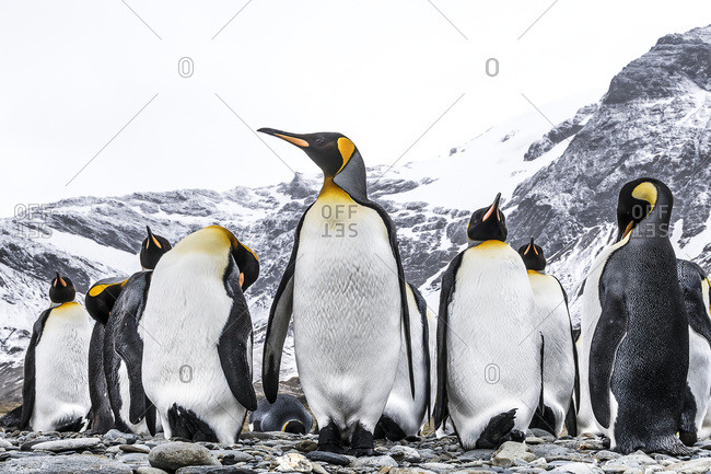 King penguins (Aptenodytes patagonicus) on a beach, South Georgia, South Georgia, South Georgia and the South Sandwich Islands, United Kingdom
