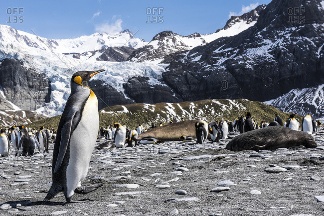 King penguin (Aptenodytes patagonicus) colony on a beach, South Georgia, South Georgia and the South Sandwich Islands, United Kingdom
