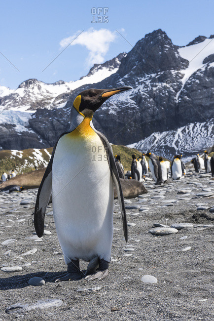 King penguin (Aptenodytes patagonicus) colony on a beach with elephant seals (Mirounga Leonina), Grytviken, South Georgia, South Georgia and the South Sandwich Islands, United Kingdom