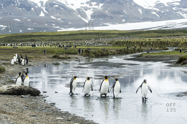 King penguins (Aptenodytes patagonicus) wading in shallow water, South Georgia, South Georgia and the South Sandwich Islands, United Kingdom