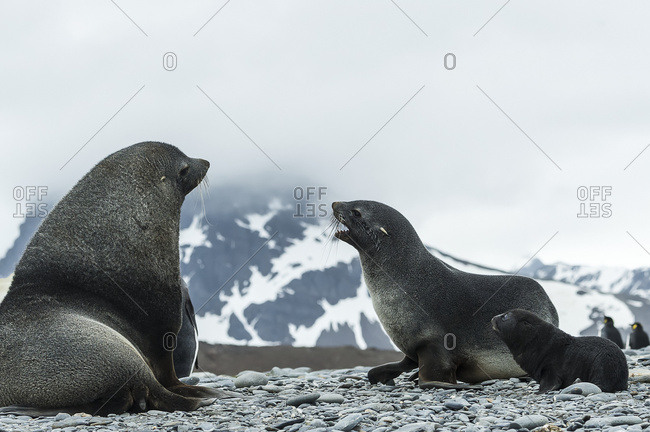 Antarctic fur seal family (Arctocephalus gazella), South Georgia, South Georgia and the South Sandwich Islands, United Kingdom