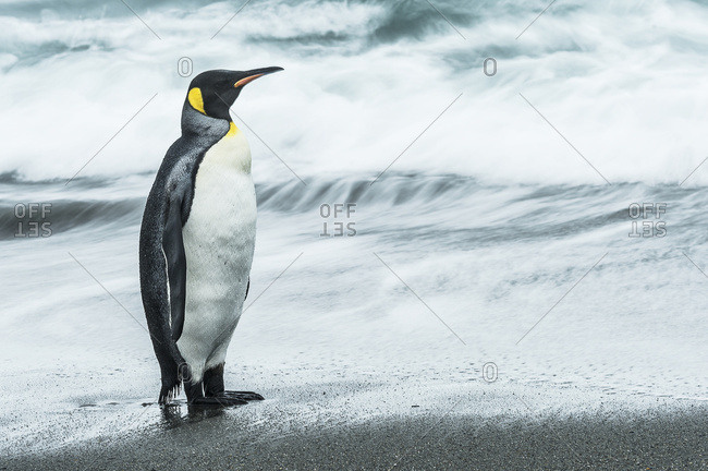 King penguin (Aptenodytes patagonicus) standing on the wet beach, South Georgia, South Georgia and the South Sandwich Islands, United Kingdom