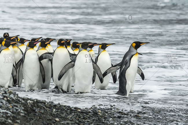 King penguins (Aptenodytes patagonicus)in Fortuna Bay, South Georgia, South Georgia and the South Sandwich Islands, United Kingdom