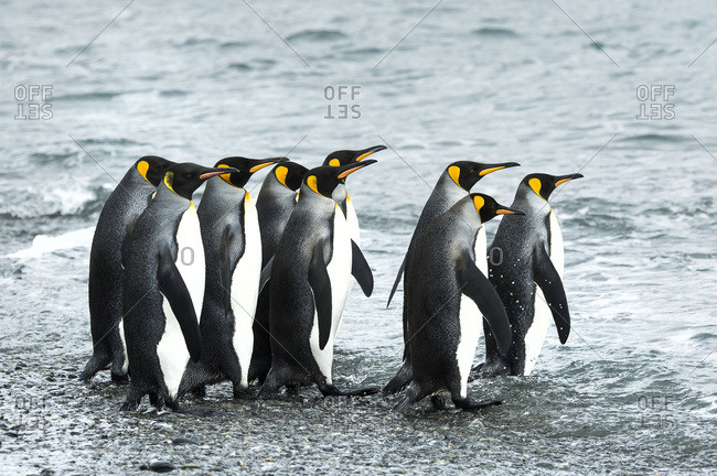 King penguins (Aptenodytes patagonicus)in Fortuna Bay, South Georgia, South Georgia and the South Sandwich Islands, United Kingdom