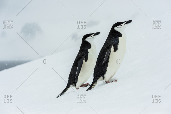 Chinstrap penguins (Pygoscelis antarctica) in a snowfall, Half Moon Island, South Shetlands, Antarctica