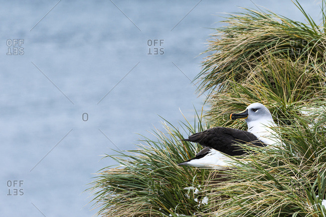 Black-browed albatross (Thalassarche melanophris) nesting, South Georgia, South Georgia and the South Sandwich Islands, United Kingdom