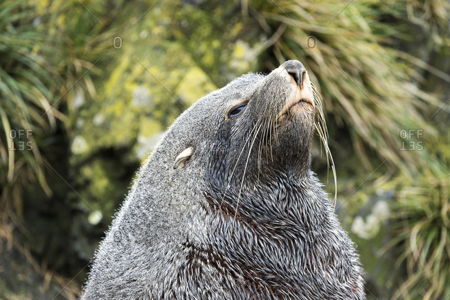 Antarctic fur seal (Arctocephalus gazella), South Georgia, South Georgia and the South Sandwich Islands, United Kingdom
