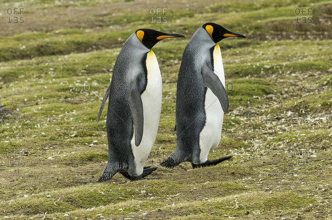 King penguin (Aptenodytes patagonicus) pair, Salisbury Plain, South Georgia, South Georgia and the South Sandwich Islands, United Kingdom