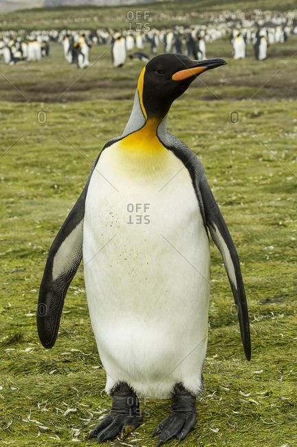 Close up of a King Penguin (Aptenodytes patagonicus), Salisbury Plain, South Georgia, South Georgia and the South Sandwich Islands, United Kingdom