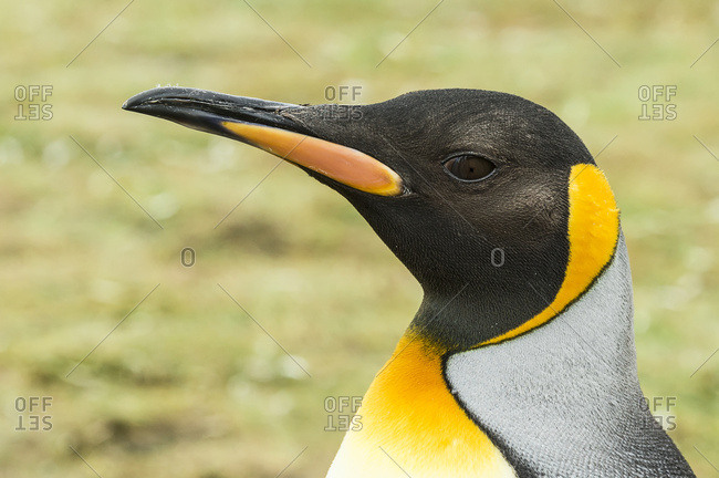 Close up of a King Penguin (Aptenodytes patagonicus), Salisbury Plain, South Georgia, South Georgia and the South Sandwich Islands, United Kingdom