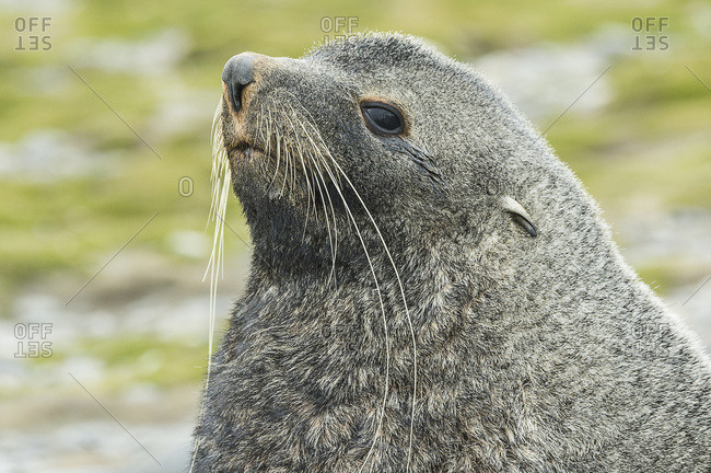 Close up of an Antarctic fur seal (Arctocephalus gazella), Salisbury Plain, South Georgia, South Georgia and the South Sandwich Islands, United Kingdom