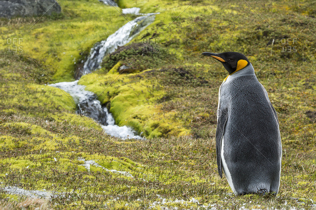 King penguin (Aptenodytes patagonicus) standing alone on the tundra with a cascading stream, Grytviken, South Georgia, South Georgia and the South Sandwich Islands, United Kingdom
