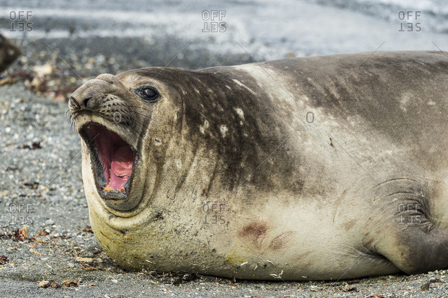 Southern Elephant seal (Mirounga leonina) with mouth wide open, Elephant Island, South Shetland Islands, Antarctica