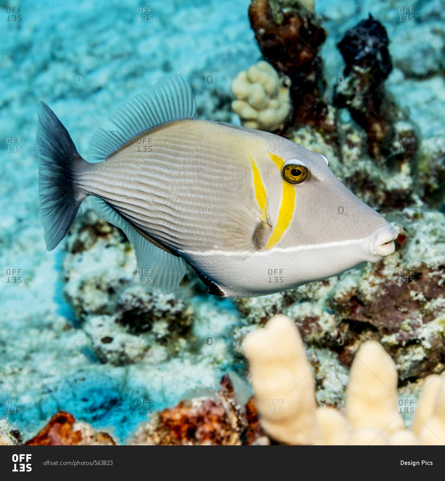 Lei Triggerfish (Sufflamen bursa) that was photographed while scuba