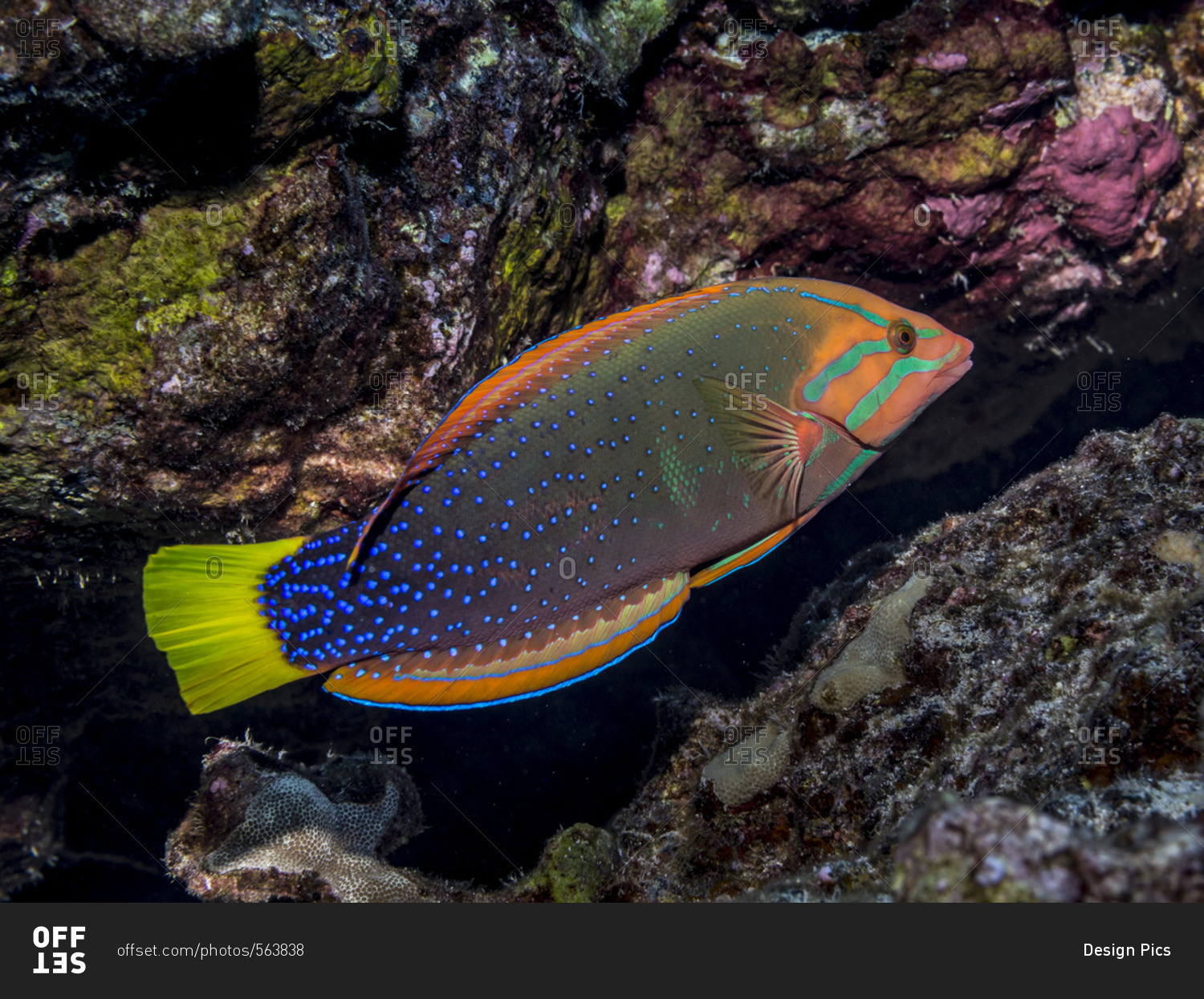 Portrait of a Yellowtail Coris (Coris gaimard) female taken while scuba