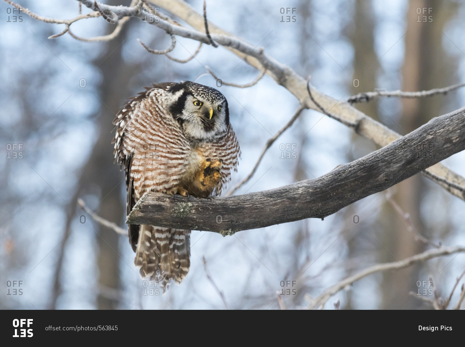 Hawk Owl (Surnia ulula) hunting for vole near the Anchorage Airport in winter, south-central Alaska, Alaska, United States of America