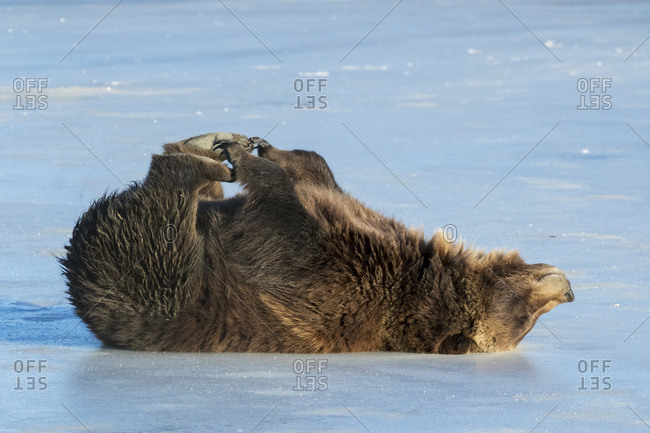 Grizzly bear (Ursus arctos horribilis) rolling on a frozen pond, captive in Alaska Wildlife Conservation Center, South-central Alaska, Portage, Alaska, United States of America