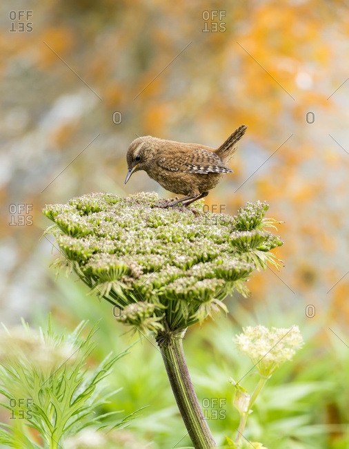 Pacific wren (Troglodytes pacificus) perched on wild celery on St. Paul Island in Southwest Alaska, St. Paul Island, Pribilof Islands, Alaska, United States of America