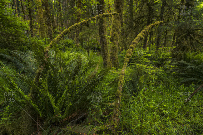 Lush rainforest, Haida Gwaii, British Columbia, Canada