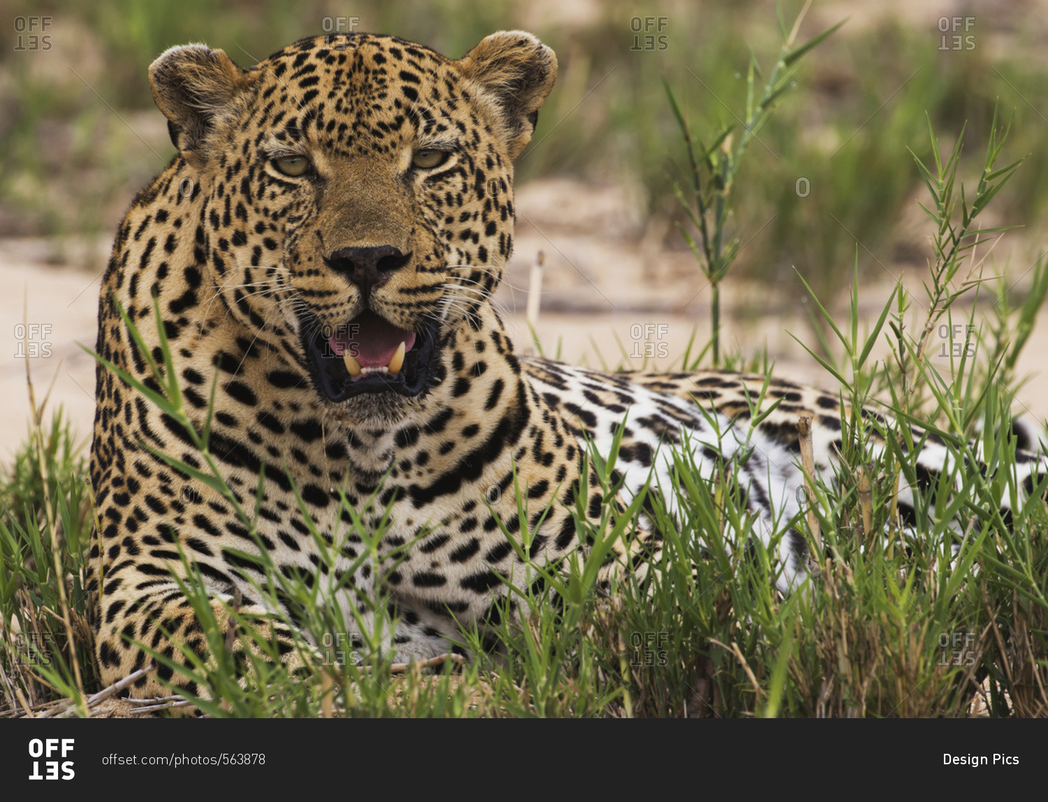 Leopard (panthera pardus), Sabi Sand Game Reserve, South Africa