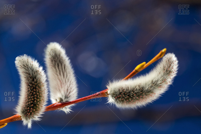 Close up of fuzzy pussy willow seed pods on a branch with blue sky in the background, Calgary, Alberta, Canada