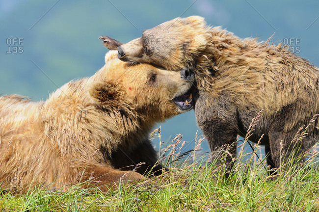 Brown bear (ursus arctos) and cub playing, Katmai National Park, Alaska, United States of America