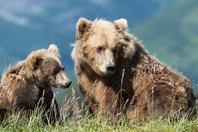 Brown bear (ursus arctos) and cub, Katmai National Park, Alaska, United States of America
