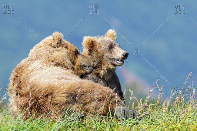 Brown bear (ursus arctos) and cub, Katmai National Park, Alaska, United States of America