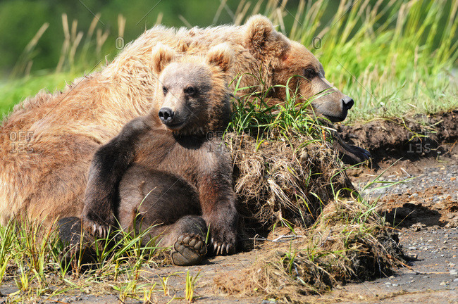 Brown bear (ursus arctos) sow and cub, Katmai National Park, Alaska, United States o