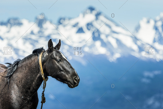 Horse and Andes mountains in the distance, Ushuaia, Tierra del Fuego, Argentina