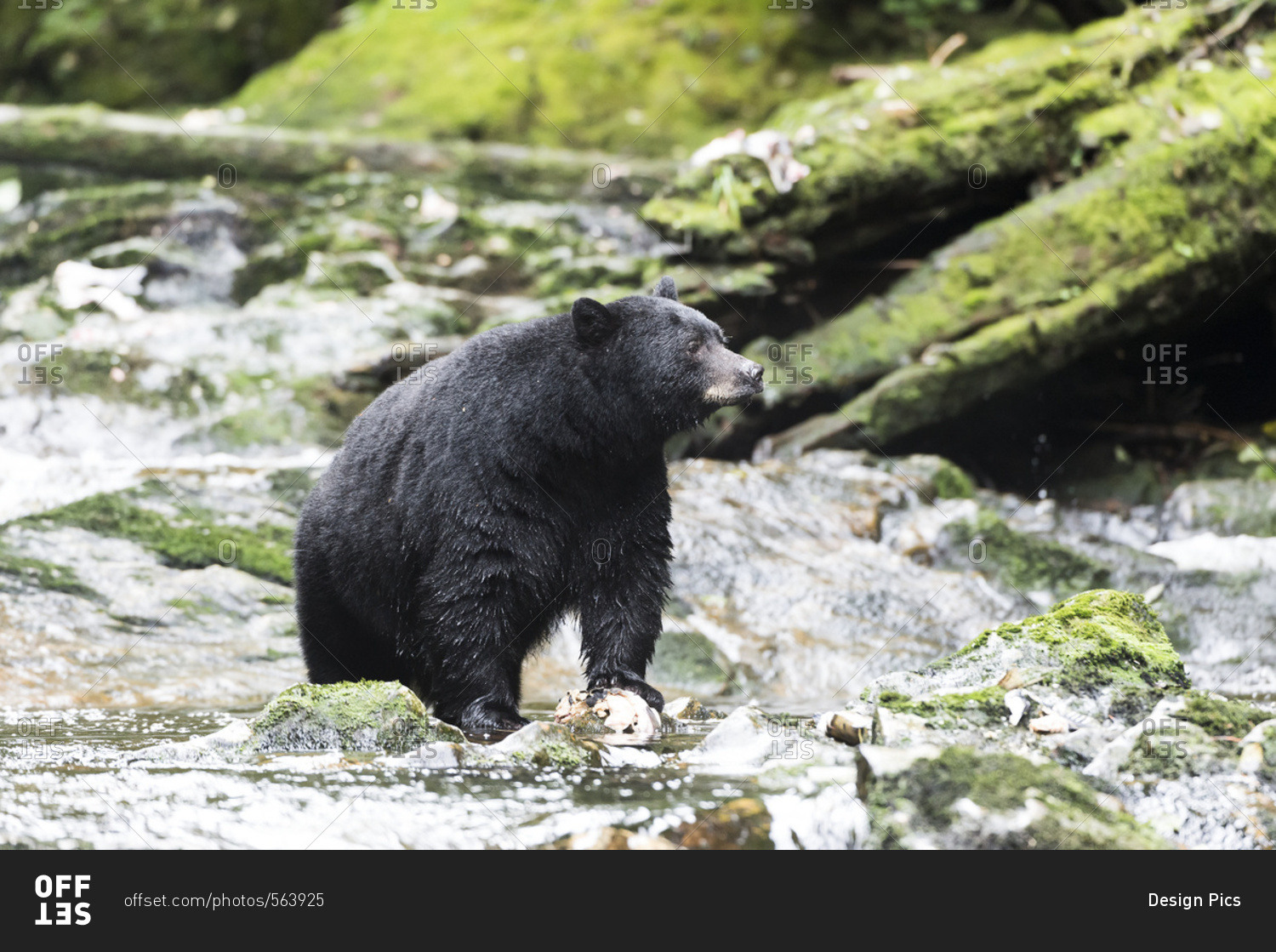 Black Bear (Ursus americanus) fishing, Great Bear Rain Forest, British Columbia, Canada