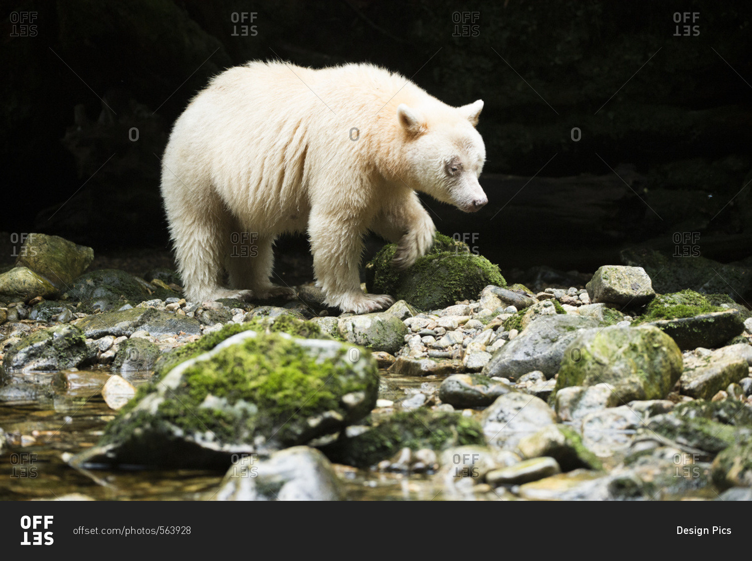 Spirit Bear (Ursus americanus kermodei) walking along the river, Great Bear Rain Forest, British Columbia, Canada