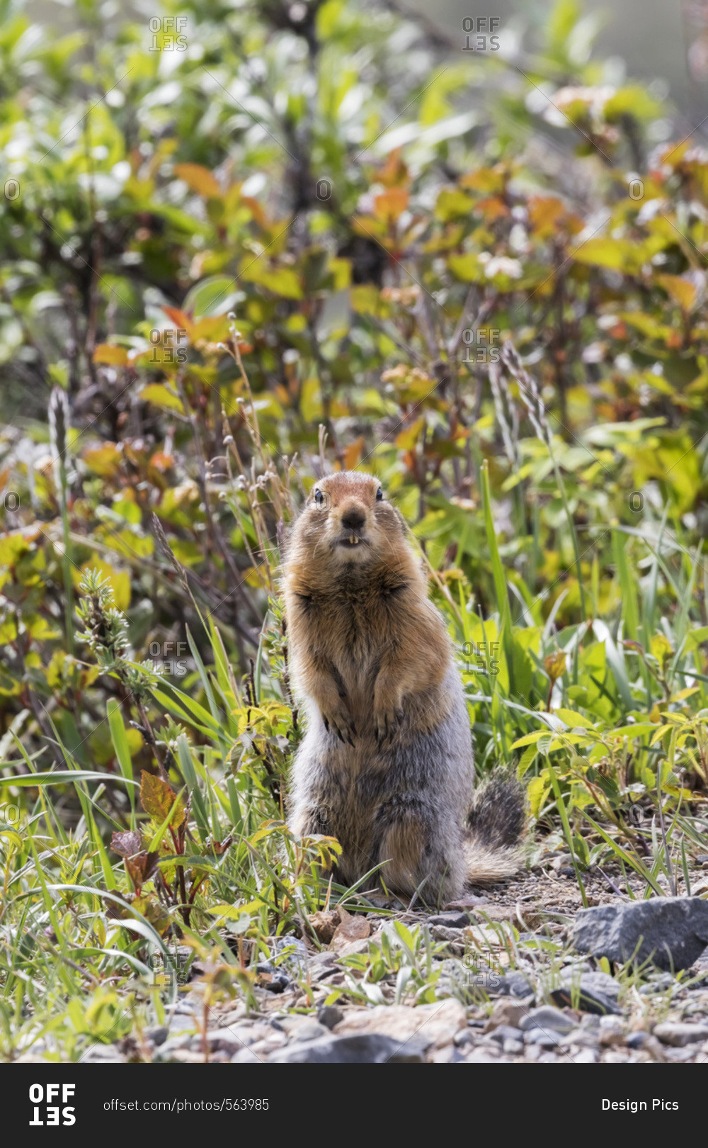 Arctic Ground Squirrel (Spermophilus parryii) looks at camera in Denali National Park and Preserve, central Alaska, Alaska, United States of America