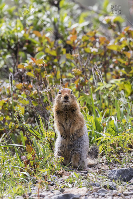 Arctic Ground Squirrel (Spermophilus parryii) looks at camera in Denali National Park and Preserve, central Alaska, Alaska, United States of America