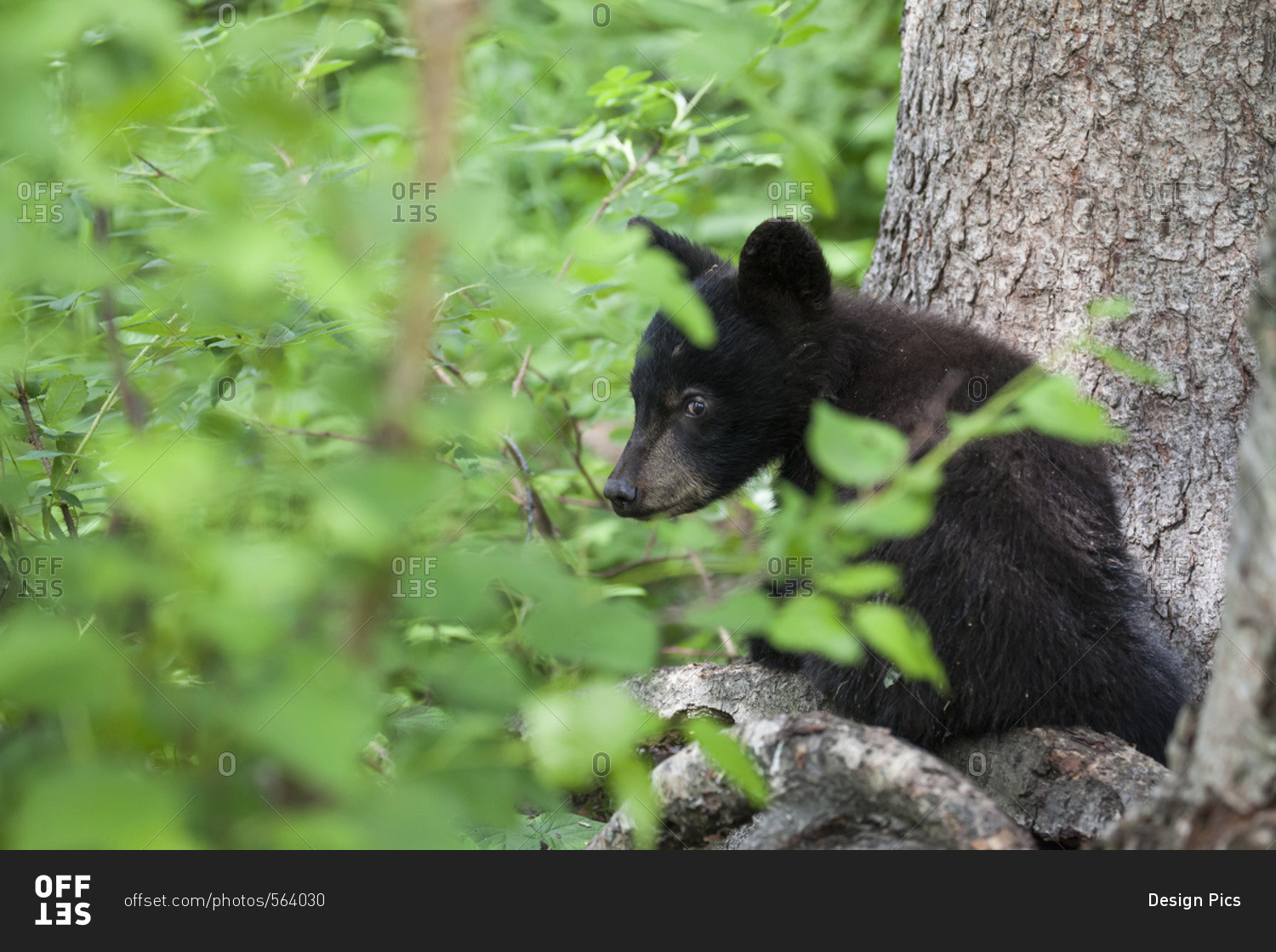 Black bear (Ursus americanus) cub looking out through the lush foliage from a tree branch, South-central Alaska, Alaska, United States of America