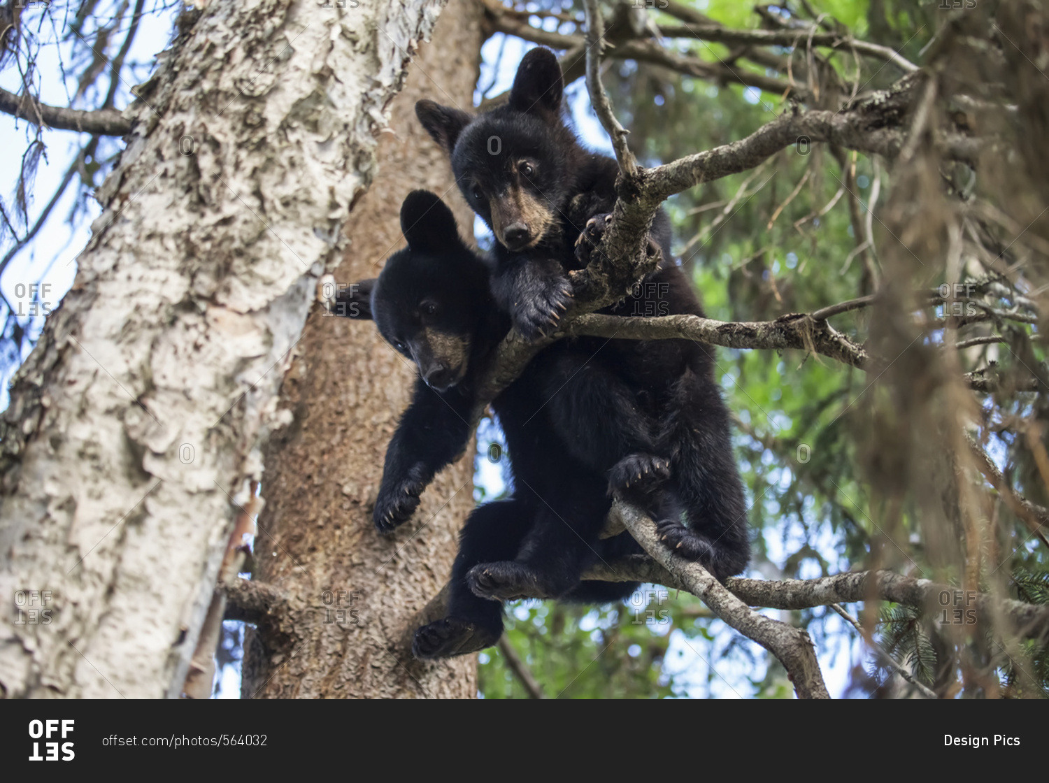Black bear (Ursus americanus) cubs playing on the tree branches, South-central Alaska, Alaska, United States of America