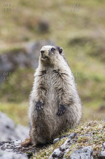 An adult marmot (marmota) is on the alert as a Golden eagle is seen flying above, Hatcher Pass area near Palmer, South-central Alaska, Alaska, United States of America