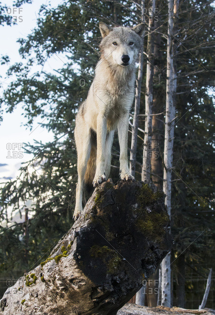 A yearling Gray Wolf (canis lupus) stands in it's favorite spot to watch people at the Alaska Wildlife Conservation Center, South-central Alaska, Portage, Alaska, United States of America