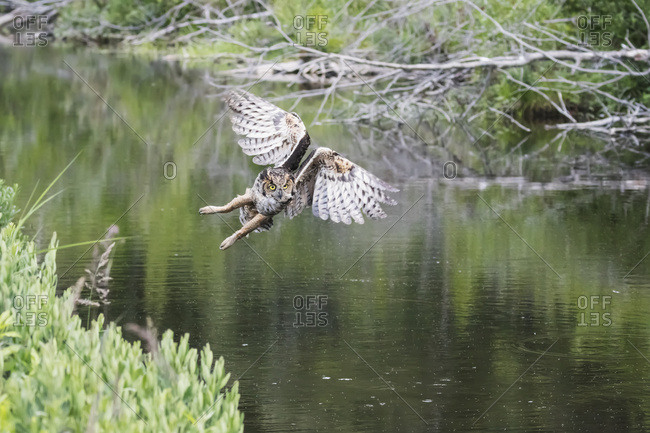 Flying Great Horned Owl (Bubo virginianus) flying and hunting for muskrats in a small pond next to Potter Marsh, South-central Alaska, Anchorage, Alaska, United States of America