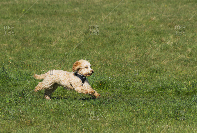 running with a cockapoo