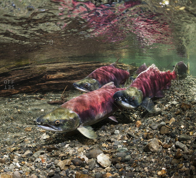 Underwater view of a sockeye salmon (Oncorhynchus nerka) spawning pair and a sneaker male in Power Creek near Cordova, Alaska in the summer, Alaska, United States of America