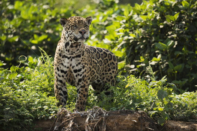 Jaguar (Panthera onca) stretching neck on leafy river bank, Mato Grosso do Sol, Brazil
